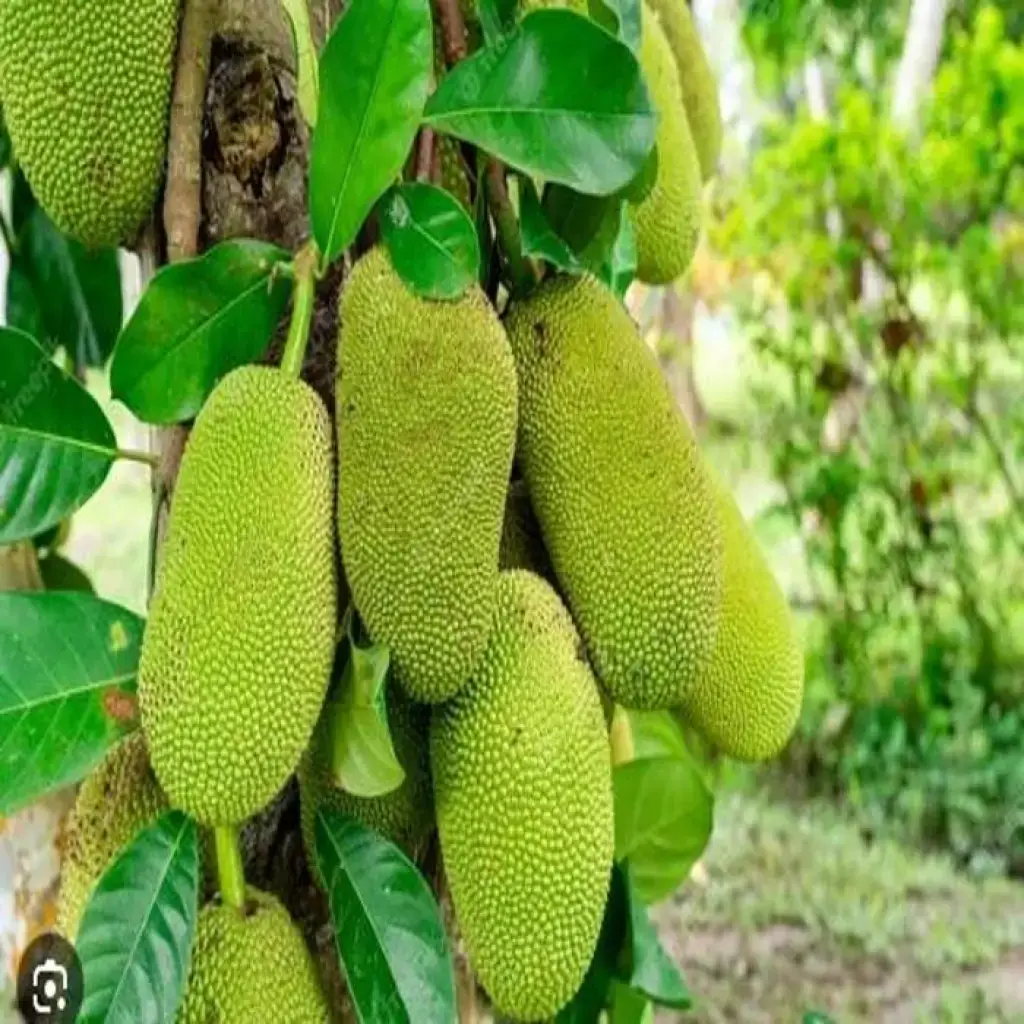 Jackfruit