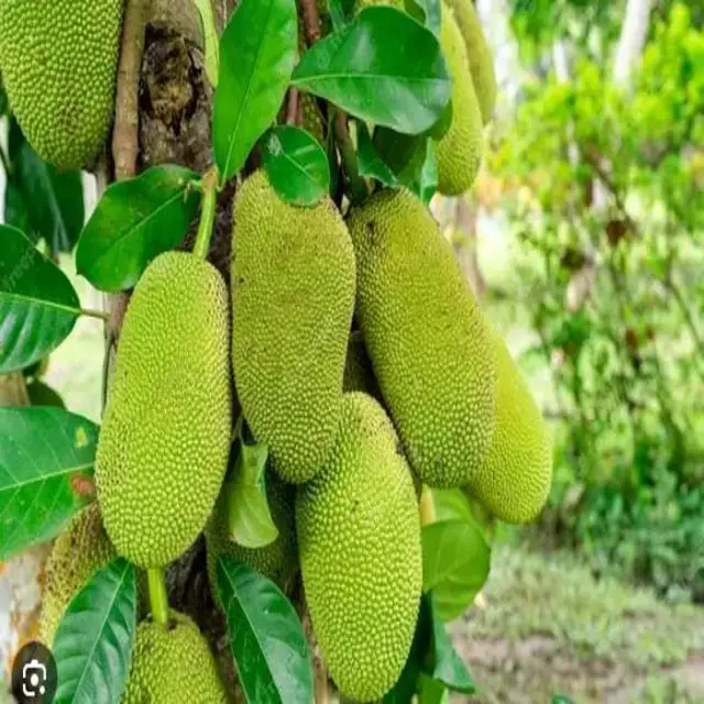 Jackfruit