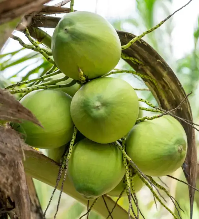 Coconut