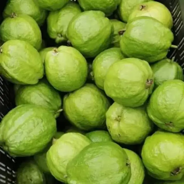 Guava