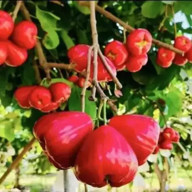 Rose Apple