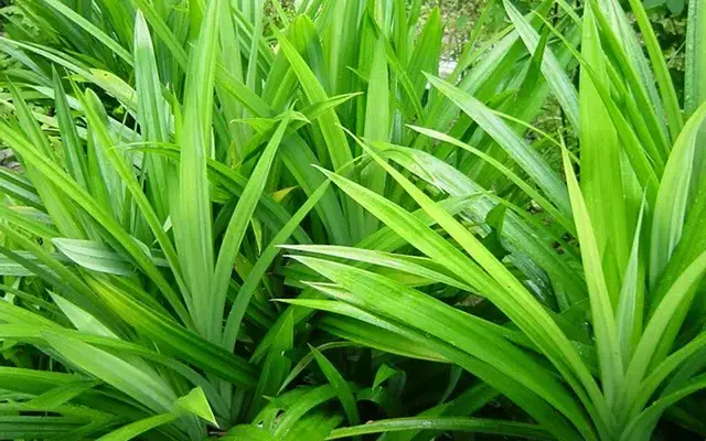 Pandan Leaf