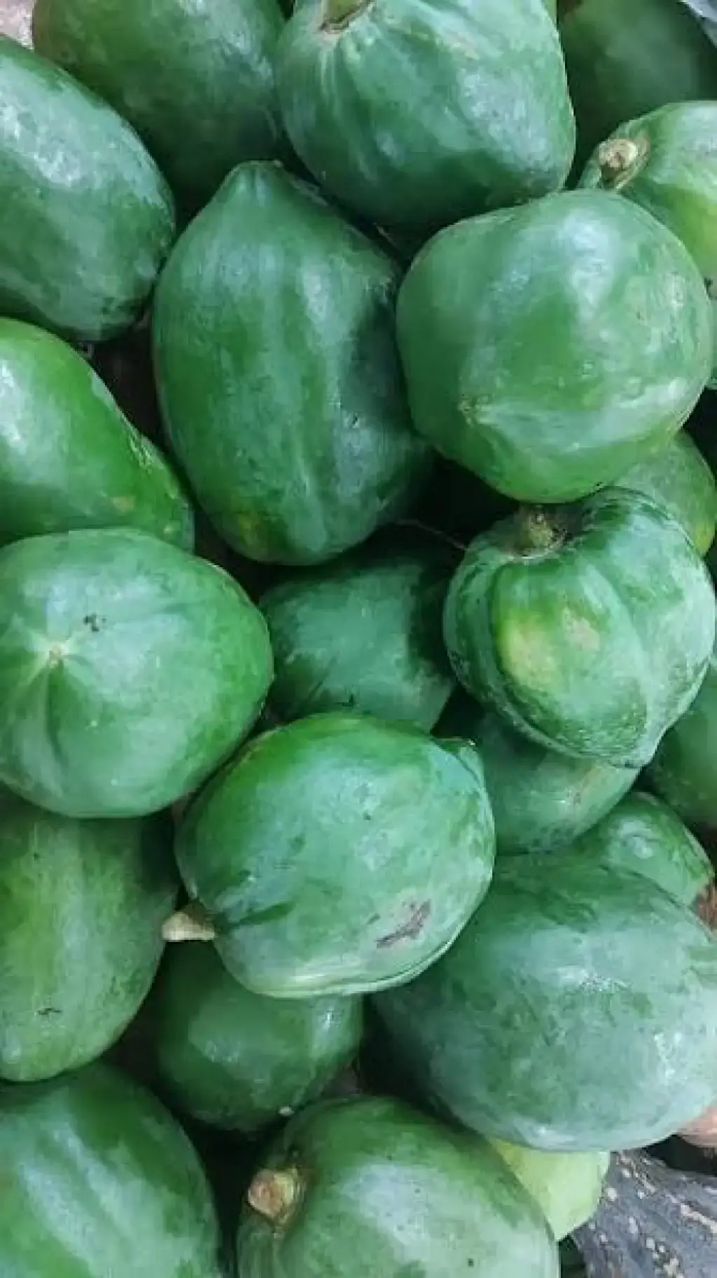 Green Papaya