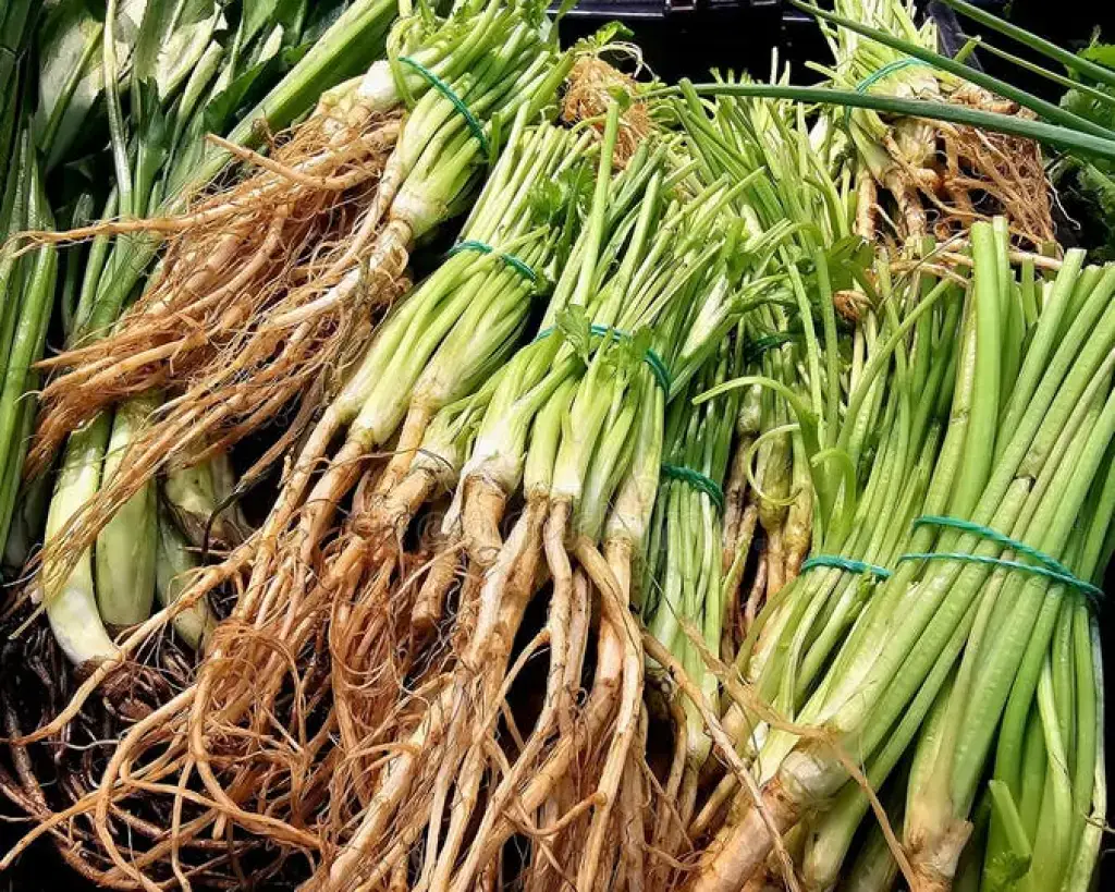 Coriander Root