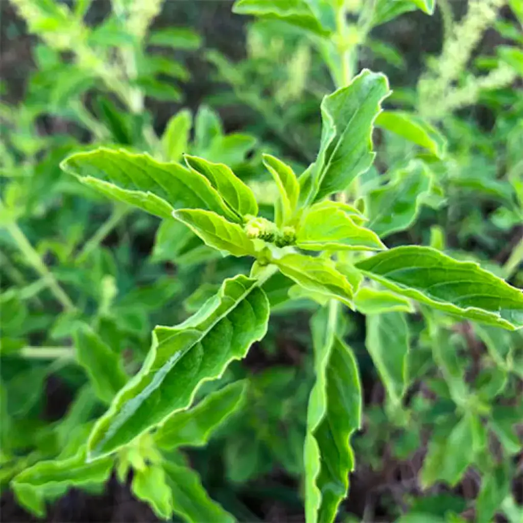 Holy Basil