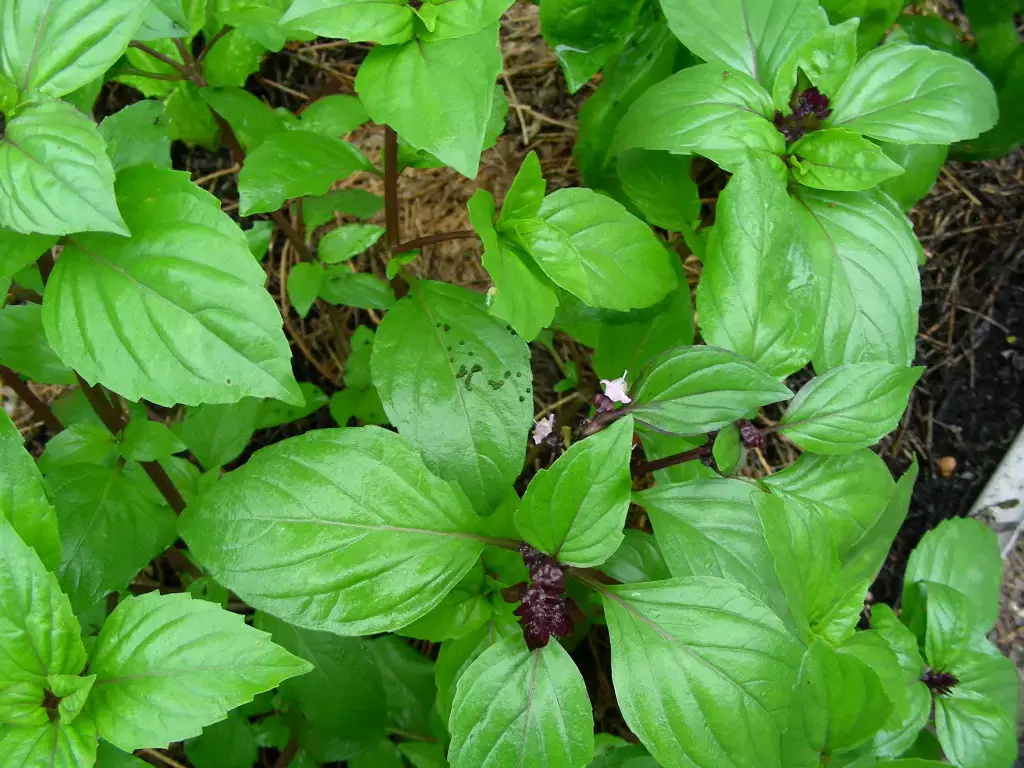 Thai Basil