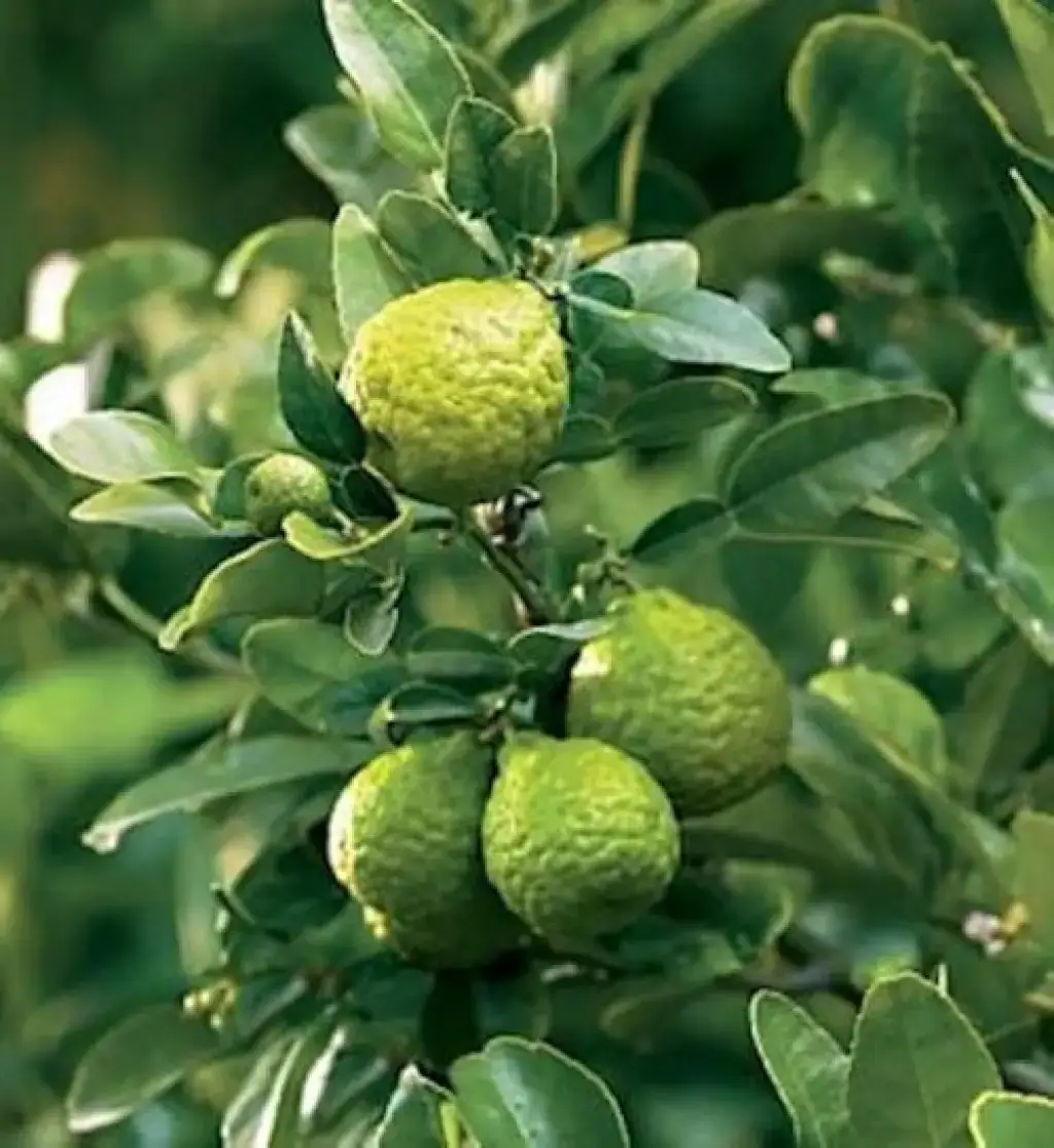 Makrut Lime