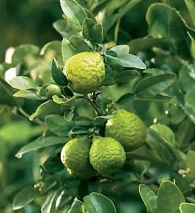 Makrut Lime