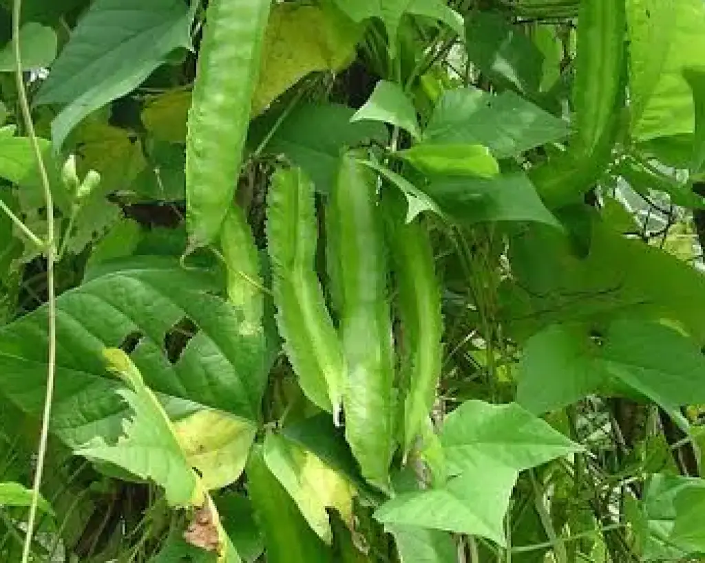 Winged Bean