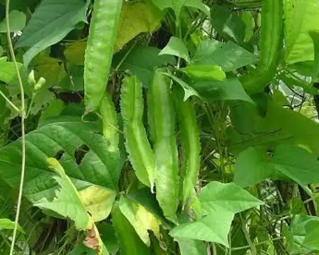 Winged Bean
