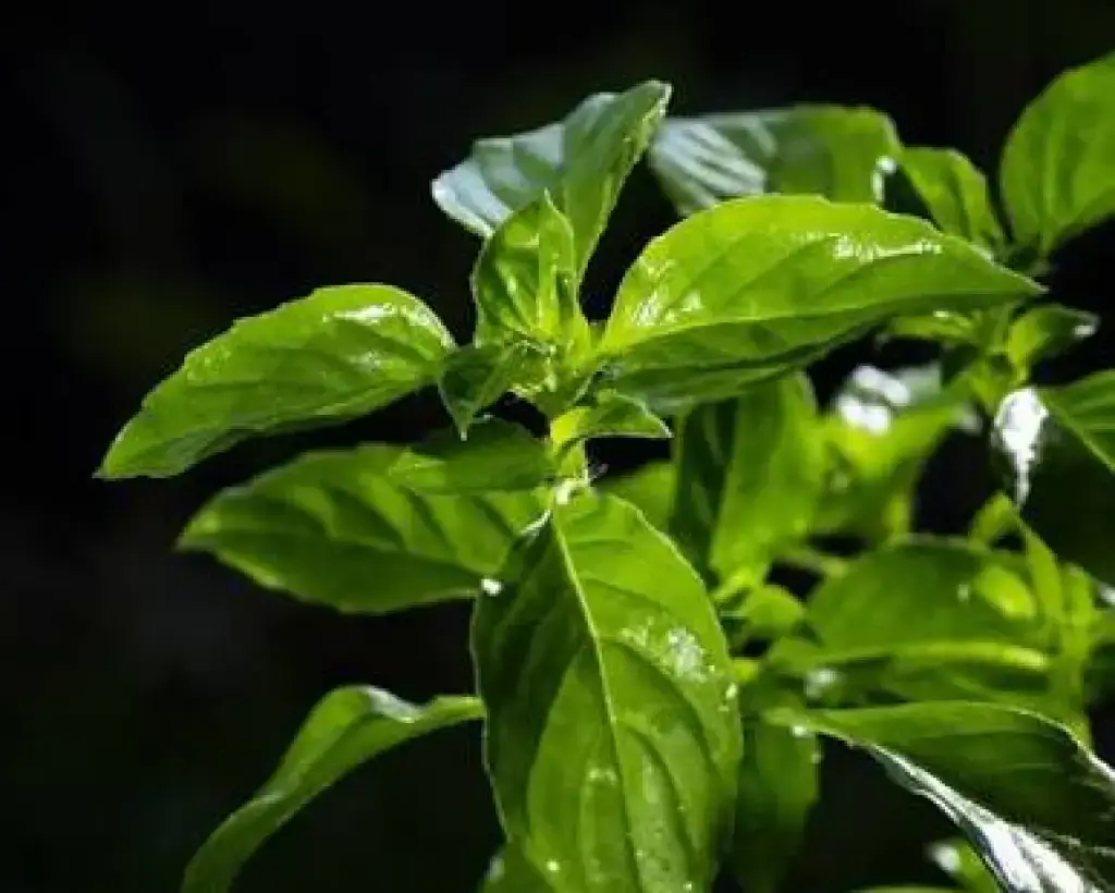 Lemon Basil