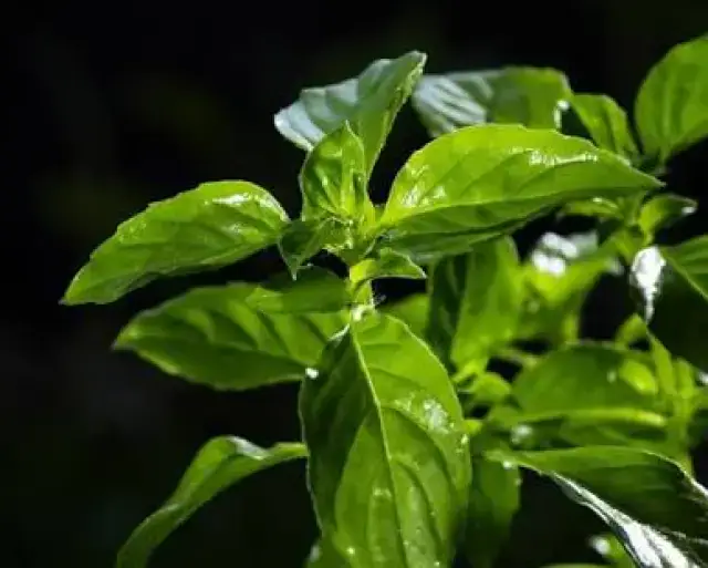 Lemon Basil