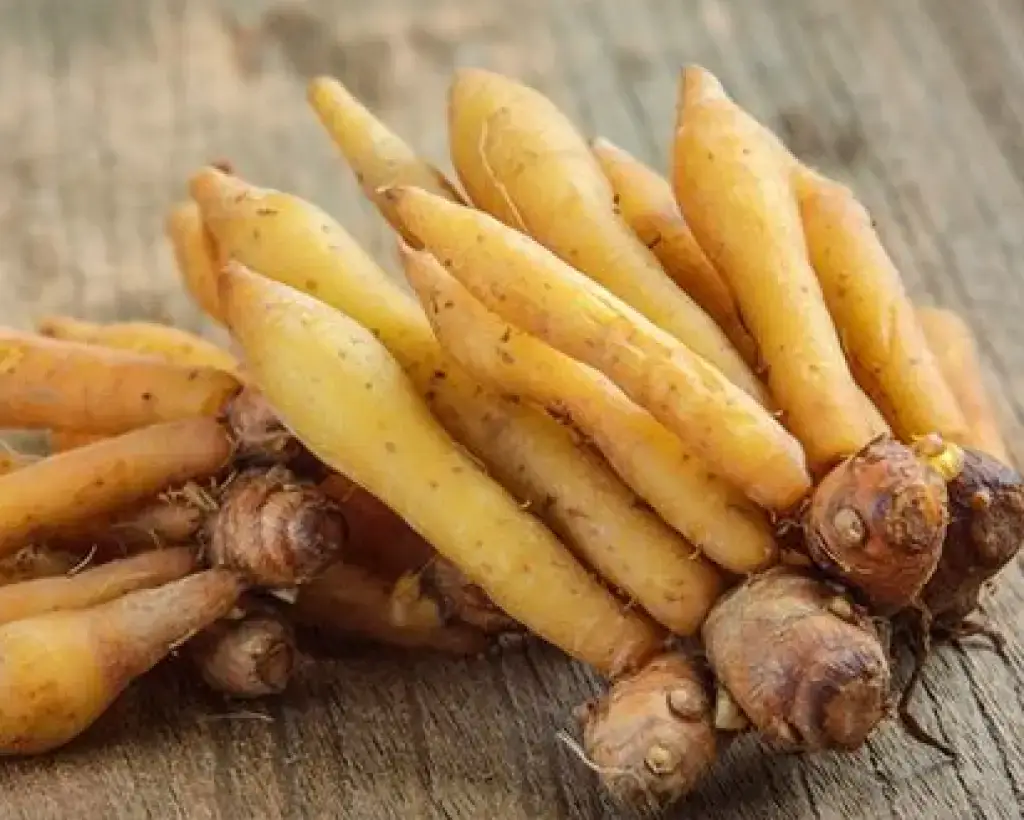 Fingerroot