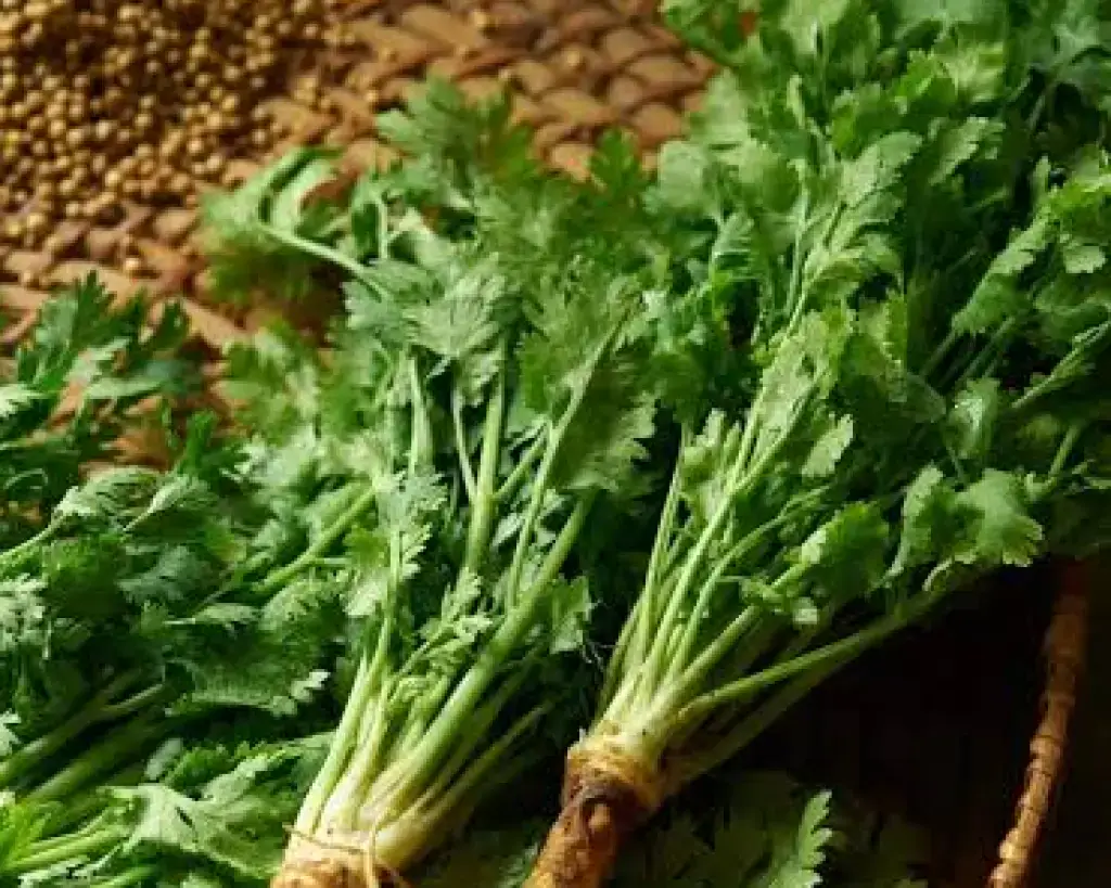 Coriander Leaves