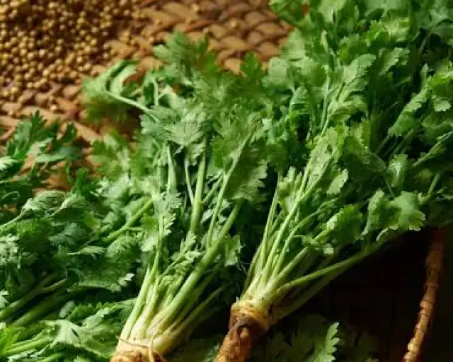 Coriander Leaves