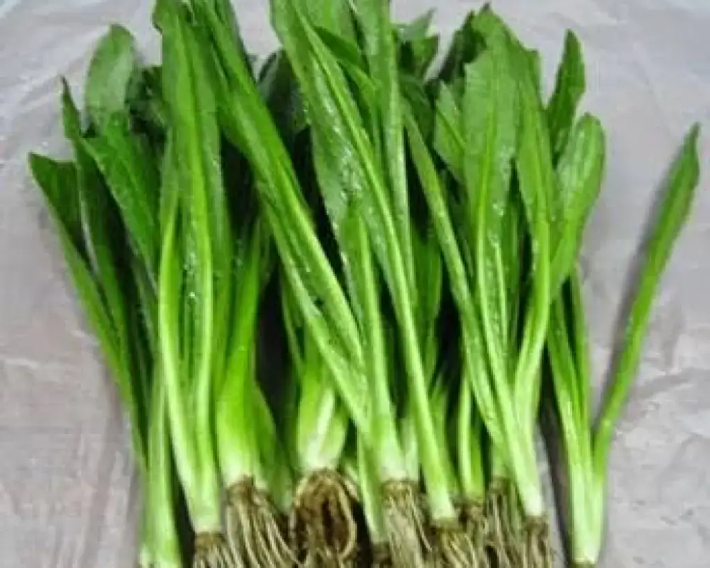 Sawtooth Coriander