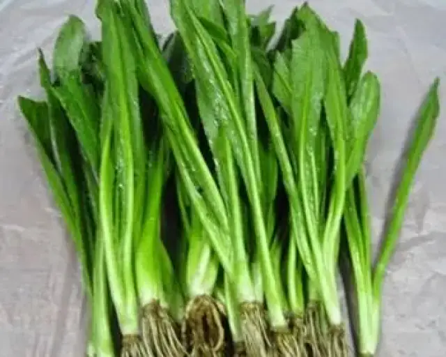 Sawtooth Coriander