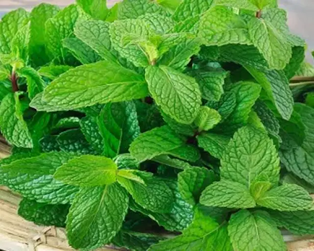 Mint