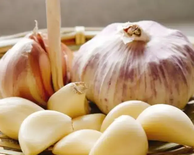 Garlic