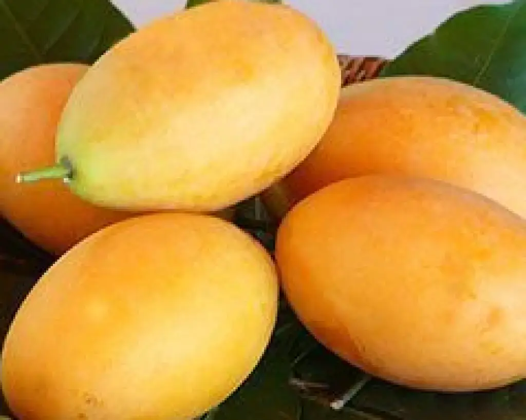 Marian Plum
